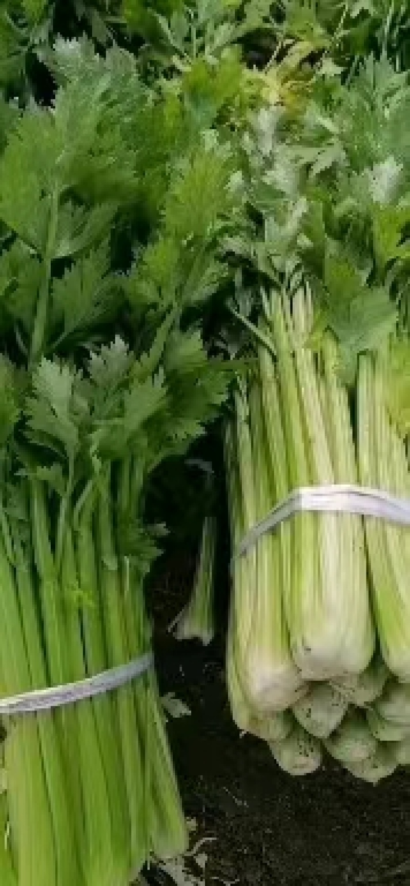 芹菜精品西芹上市中，60公分左右。量大优惠品质保障