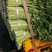 芹菜精品西芹上市中，60公分左右。量大优惠品质保障