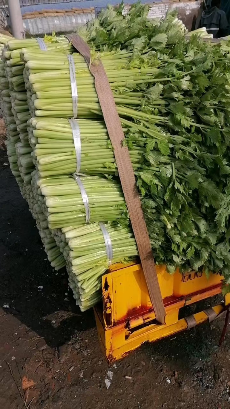 芹菜精品西芹上市中，60公分左右。量大优惠品质保障