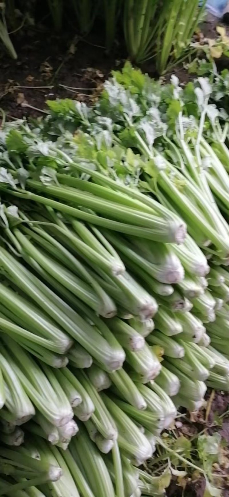 芹菜精品西芹上市中，60公分左右。量大优惠品质保障