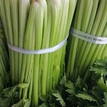 芹菜精品西芹上市中，60公分左右。量大优惠品质保障