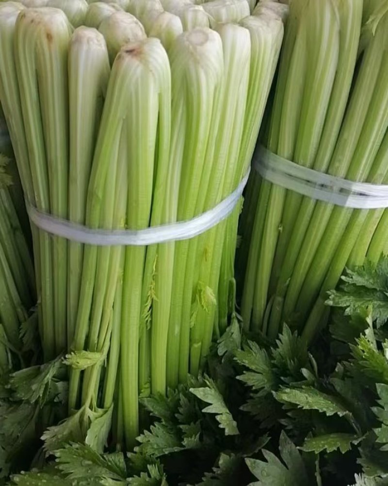 芹菜精品西芹上市中，60公分左右。量大优惠品质保障