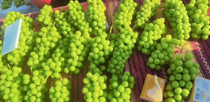 阳光玫瑰大量有。硬度好。脆香甜产地直发品质保证