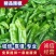夏邑301辣椒️线椒️螺丝椒️苏椒️湘辛规格齐全发货快