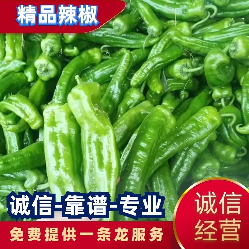 夏邑301辣椒️线椒️螺丝椒️苏椒️湘辛规格齐全发货快