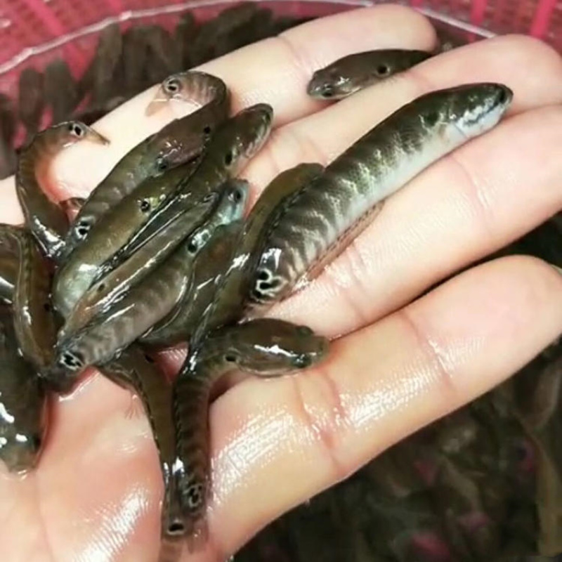 七星鱼苗月鳢鱼山斑鱼花星鱼观赏鱼广州包邮渔场直供量大从优