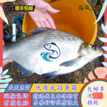 优质武昌鱼苗边鱼鳊鱼淡水活体养殖三角边鱼