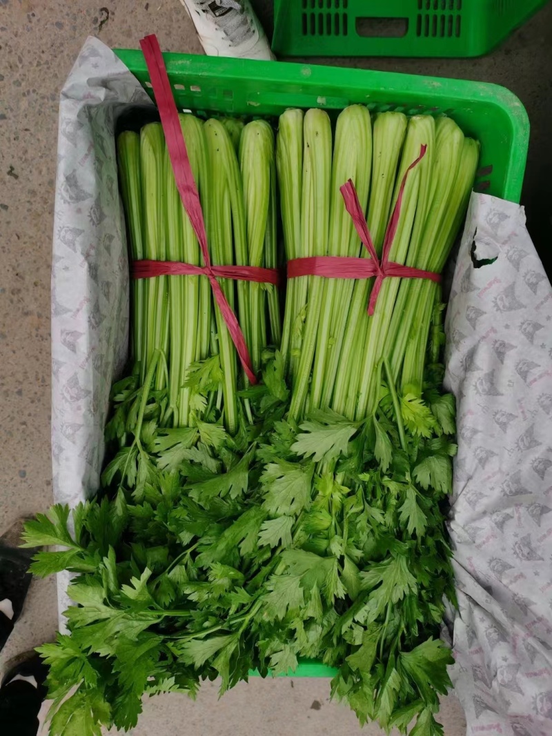 万亩粗细颗芹菜基地直销对接商超实力代办量大从优