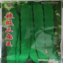 超级三扁王芸豆种子扁青芸豆种子油豆角种子爬藤架豆绿窄条扁