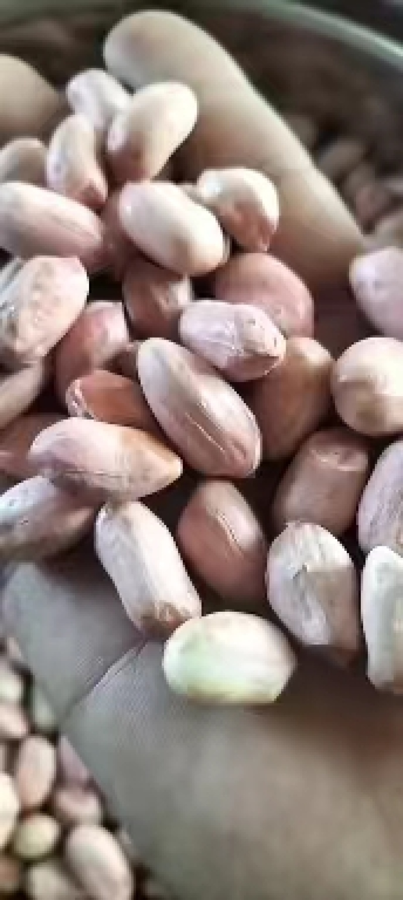 白沙花生9616东北白沙品种，品种有9616，308