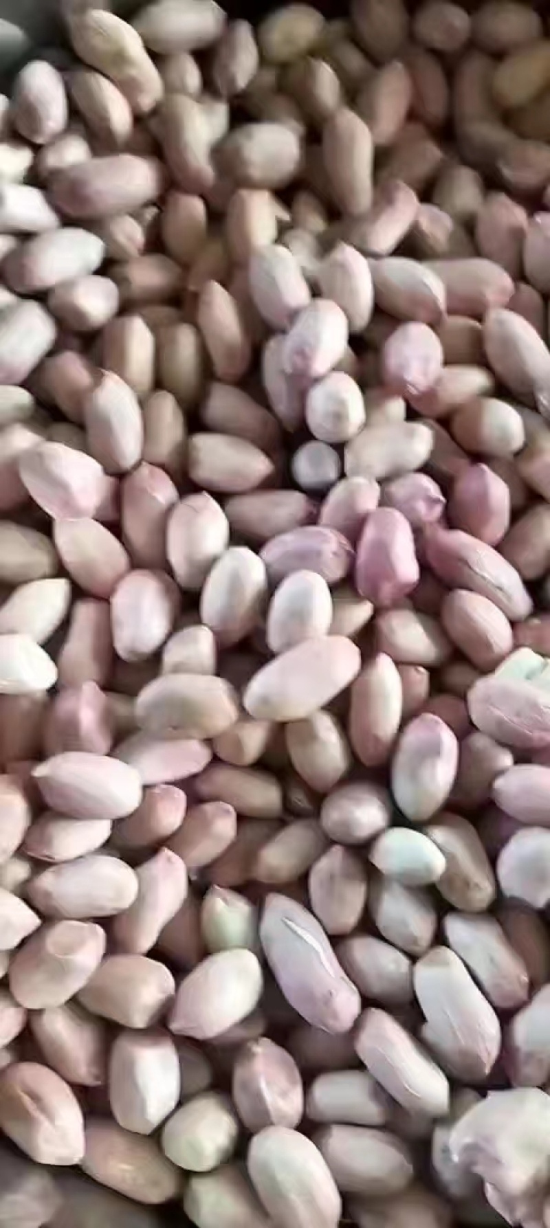 白沙花生9616东北白沙品种，品种有9616，308