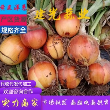 山东洋葱红皮黄皮深加工代发规格齐全