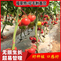 福莱特8号老品种沙瓤毛粉番茄种子西红柿籽四季种植铁皮番茄