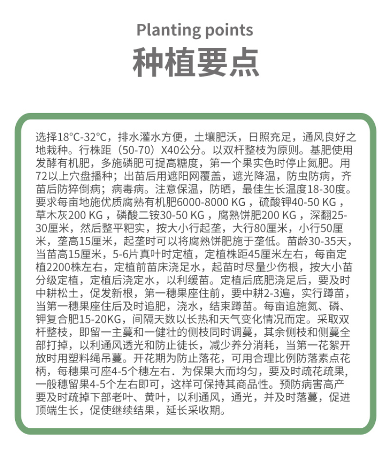 福莱特8号老品种沙瓤毛粉番茄种子西红柿籽四季种植铁皮番茄