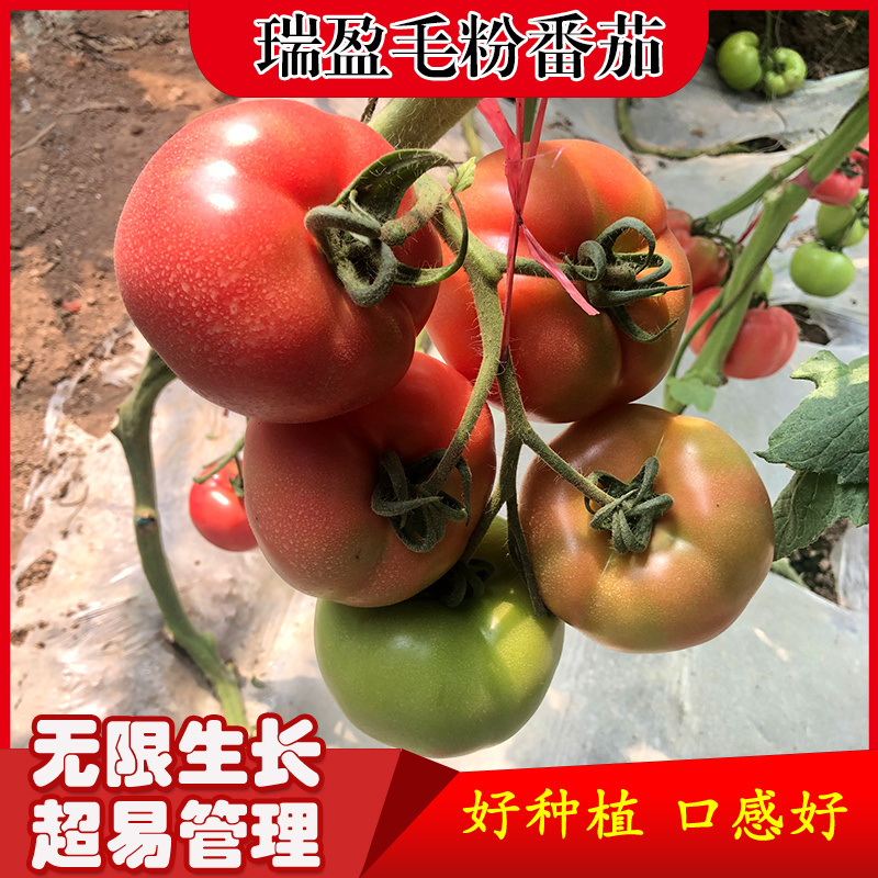 瑞盈大果毛粉番茄种子俄罗斯基地粉果生吃铁皮西红柿蔬菜