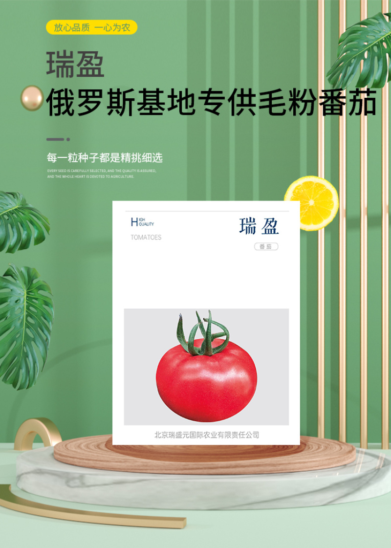 瑞盈大果毛粉番茄种子俄罗斯基地粉果生吃铁皮西红柿蔬菜