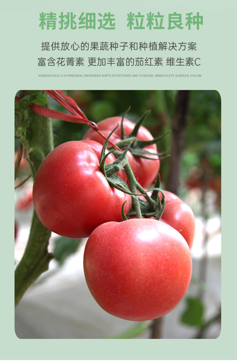 瑞盈大果毛粉番茄种子俄罗斯基地粉果生吃铁皮西红柿蔬菜
