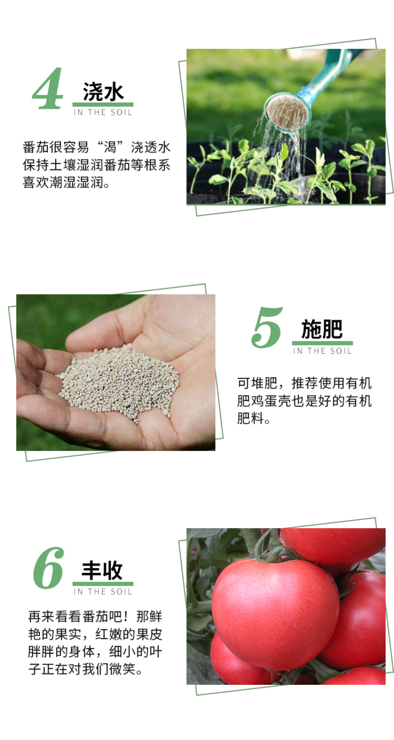 瑞盈大果毛粉番茄种子俄罗斯基地粉果生吃铁皮西红柿蔬菜
