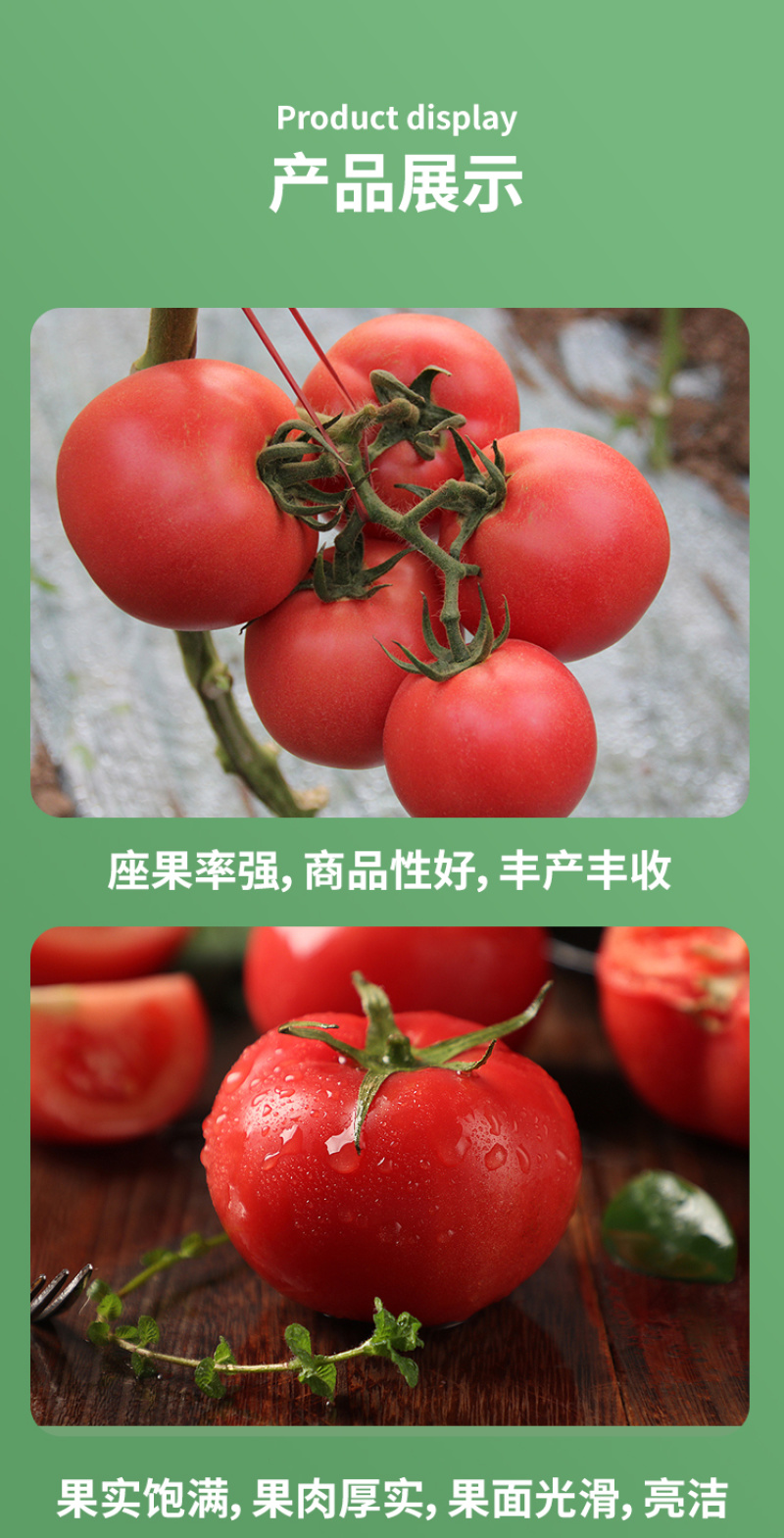 瑞盈大果毛粉番茄种子俄罗斯基地粉果生吃铁皮西红柿蔬菜