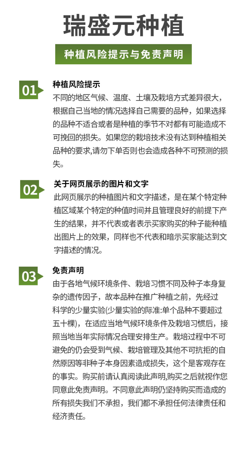 瑞盈大果毛粉番茄种子俄罗斯基地粉果生吃铁皮西红柿蔬菜