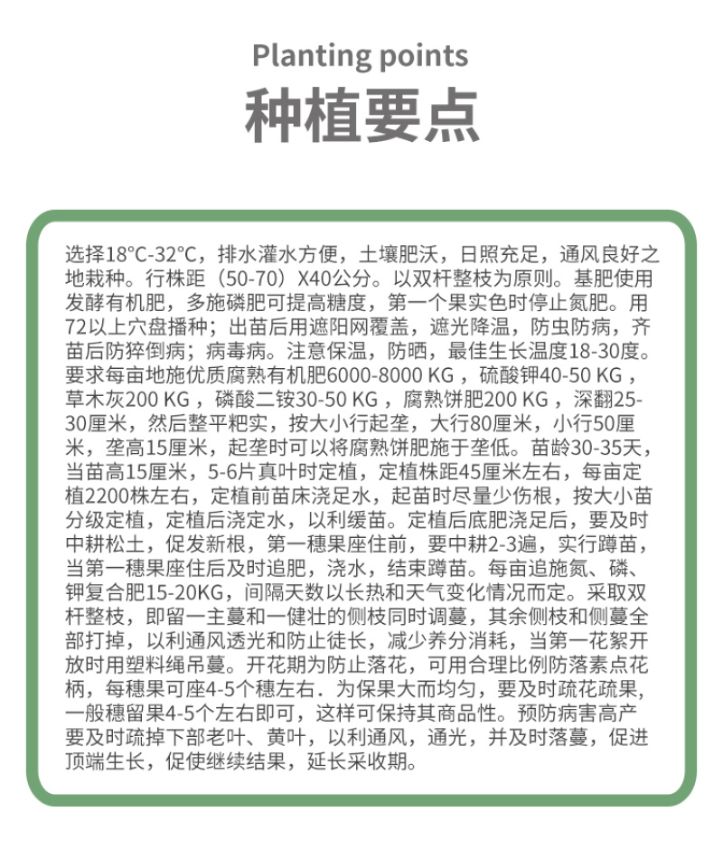 瑞盈大果毛粉番茄种子俄罗斯基地粉果生吃铁皮西红柿蔬菜