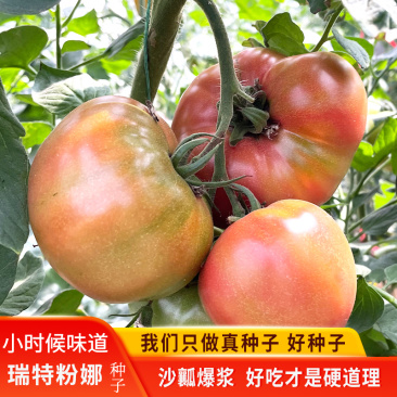 瑞特粉娜毛粉番茄种子西红柿苗秧种籽沙瓤四季蔬菜番茄苗