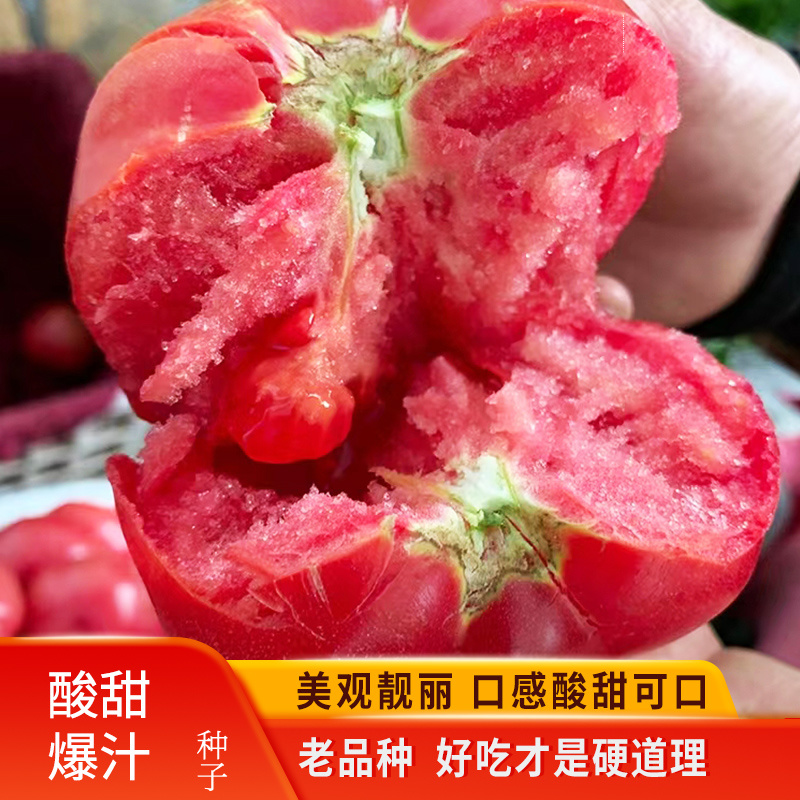 瑞特粉娜毛粉番茄种子西红柿苗秧种籽沙瓤四季蔬菜番茄苗