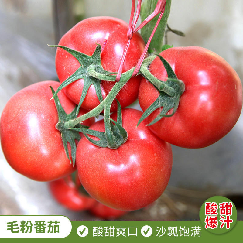 瑞特粉娜毛粉番茄种子西红柿苗秧种籽沙瓤四季蔬菜番茄苗