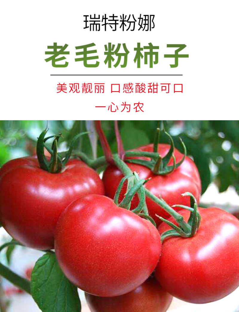 瑞特粉娜毛粉番茄种子西红柿苗秧种籽沙瓤四季蔬菜番茄苗