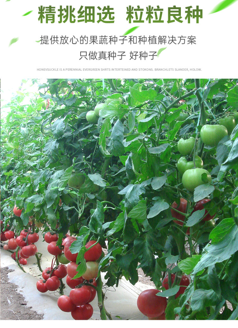 瑞特粉娜毛粉番茄种子西红柿苗秧种籽沙瓤四季蔬菜番茄苗