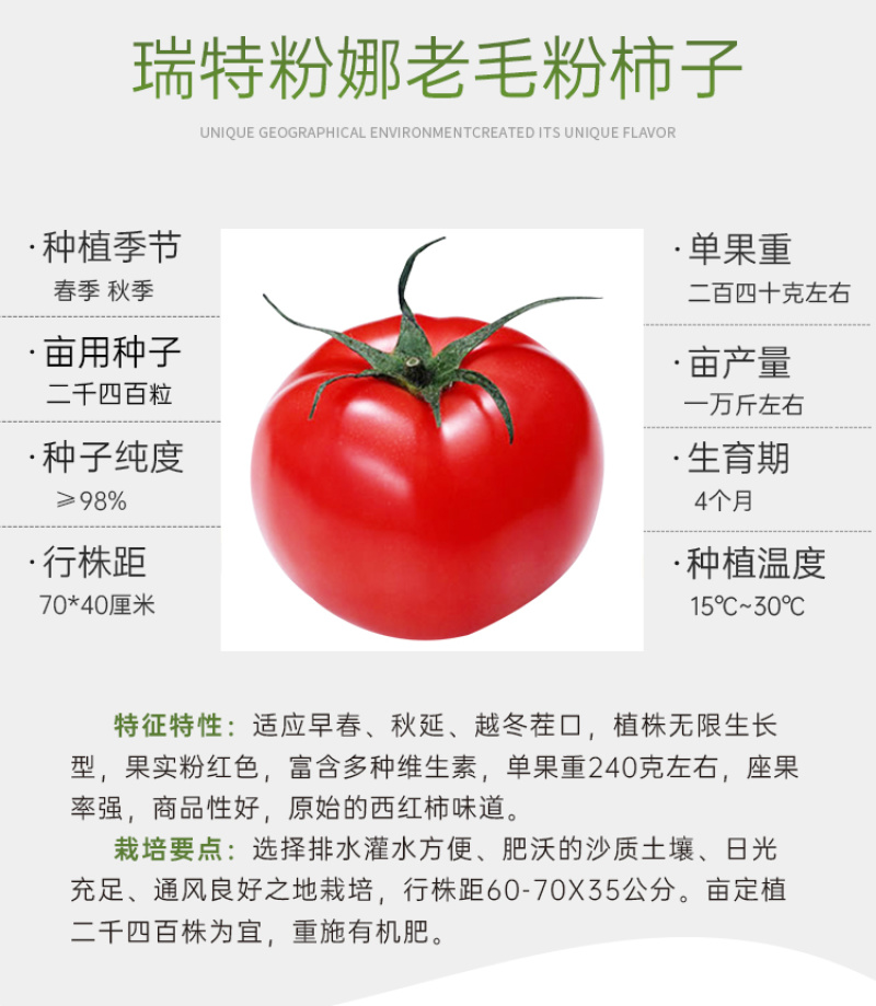 瑞特粉娜毛粉番茄种子西红柿苗秧种籽沙瓤四季蔬菜番茄苗
