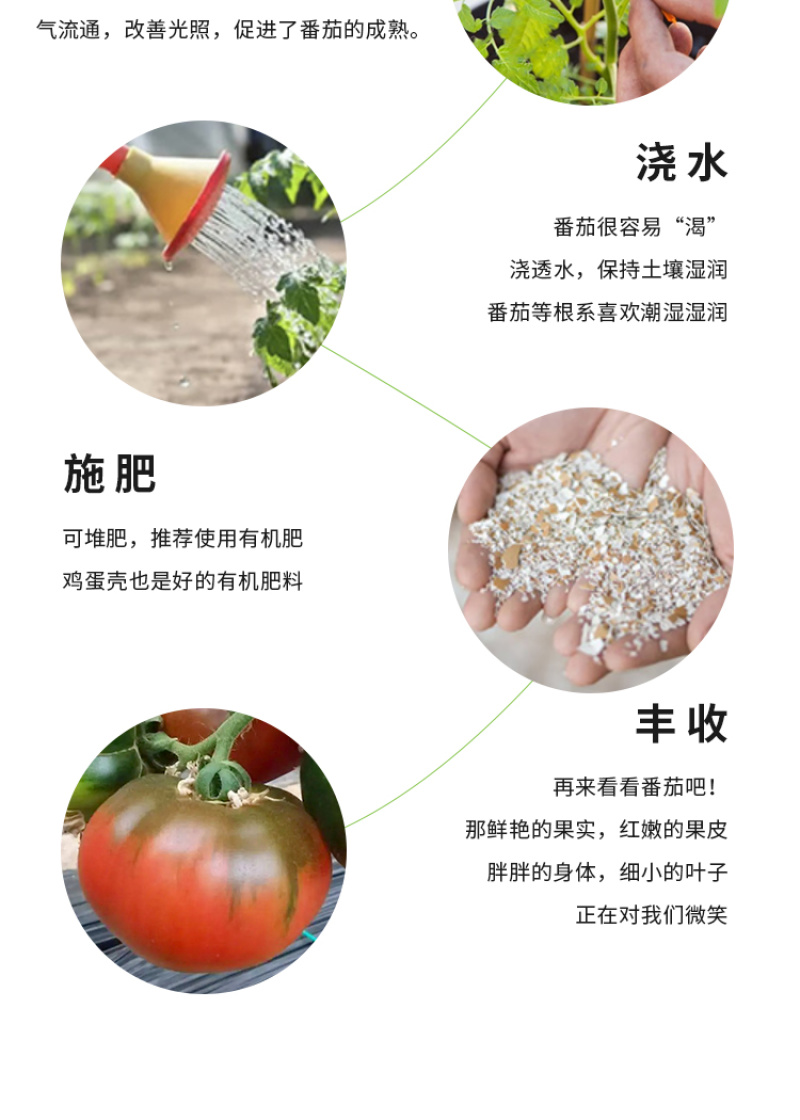 瑞特粉娜毛粉番茄种子西红柿苗秧种籽沙瓤四季蔬菜番茄苗