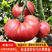 美佳dof大粉铁皮草莓番茄苗种籽农家毛粉西红柿苗老品种四