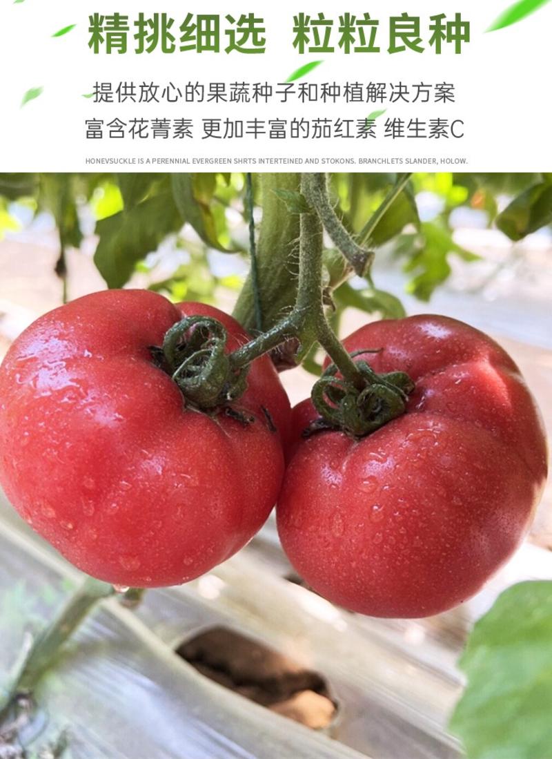 美佳dof大粉铁皮草莓番茄苗种籽农家毛粉西红柿苗老品种四