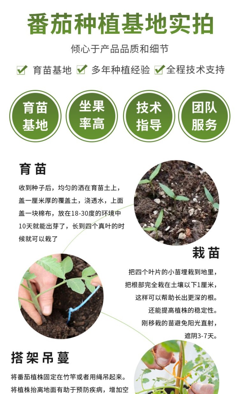 美佳dof大粉铁皮草莓番茄苗种籽农家毛粉西红柿苗老品种四