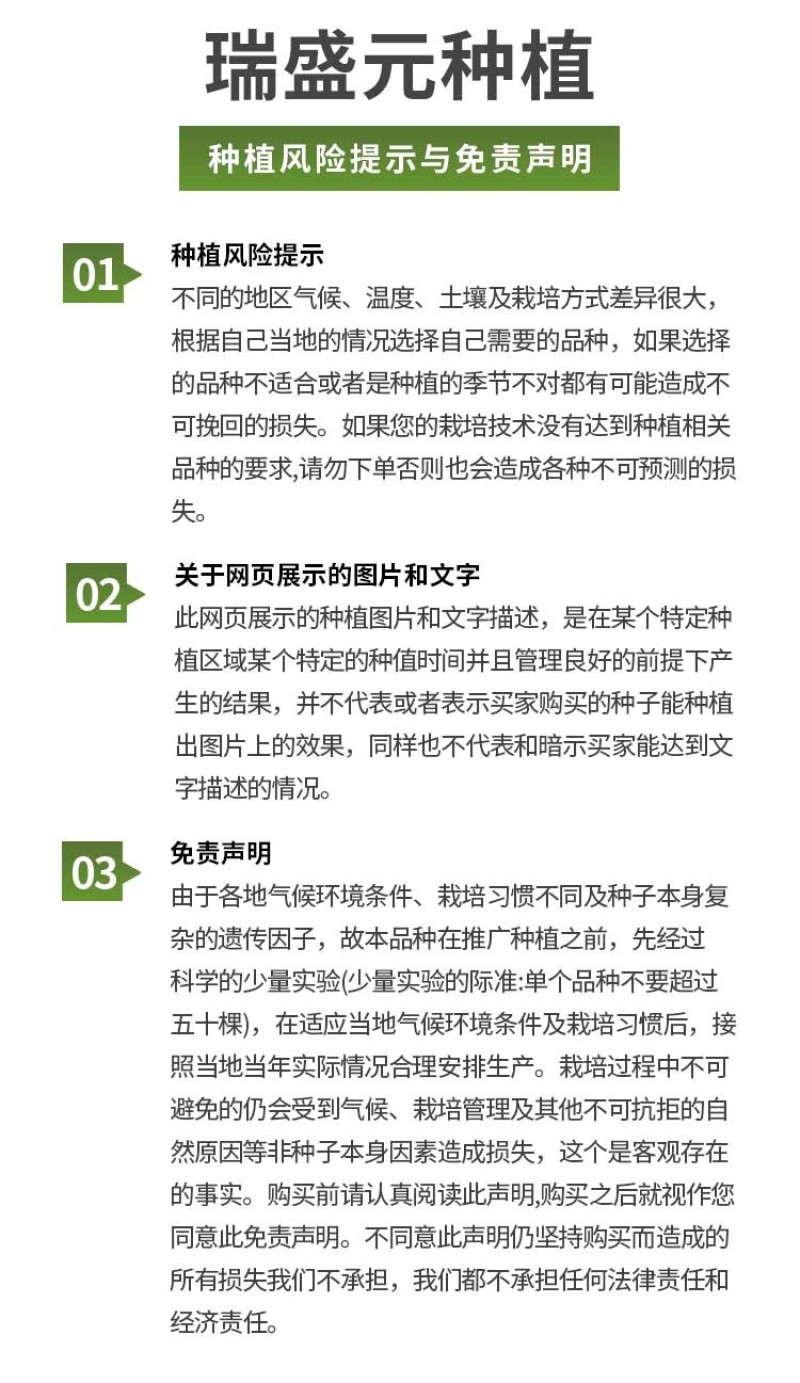 美佳dof大粉铁皮草莓番茄苗种籽农家毛粉西红柿苗老品种四