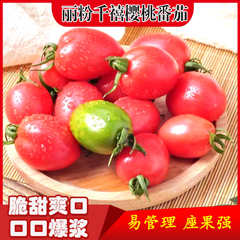 丽粉千禧珍珠番茄种子西红柿苗秧四季春秋盆栽阳台高产小圣女