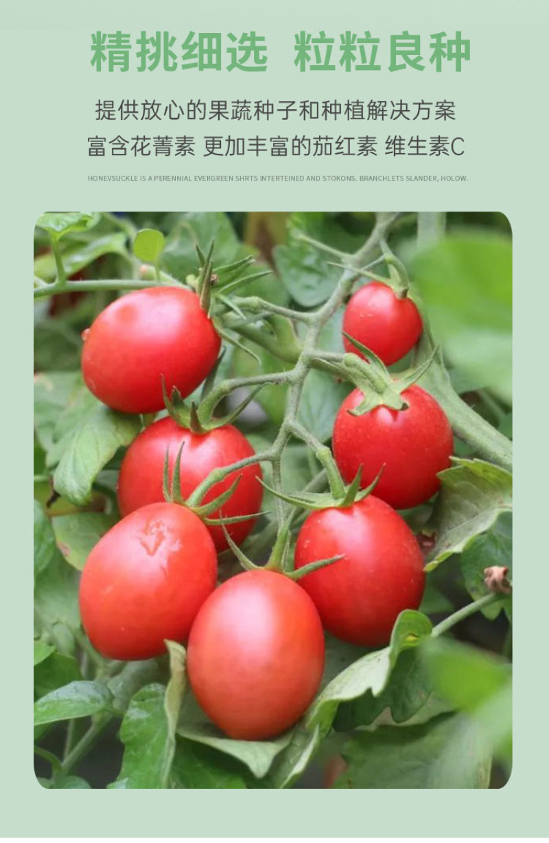 丽粉千禧珍珠番茄种子西红柿苗秧四季春秋盆栽阳台高产小圣女
