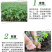 丽粉千禧珍珠番茄种子西红柿苗秧四季春秋盆栽阳台高产小圣女