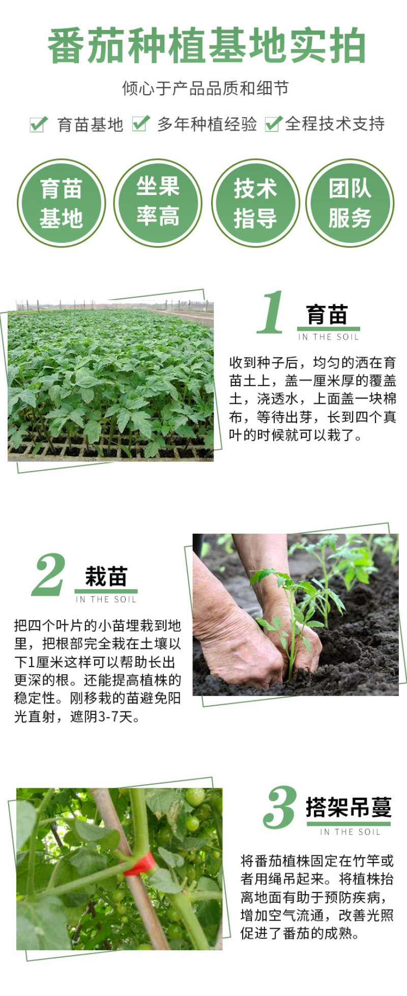 丽粉千禧珍珠番茄种子西红柿苗秧四季春秋盆栽阳台高产小圣女