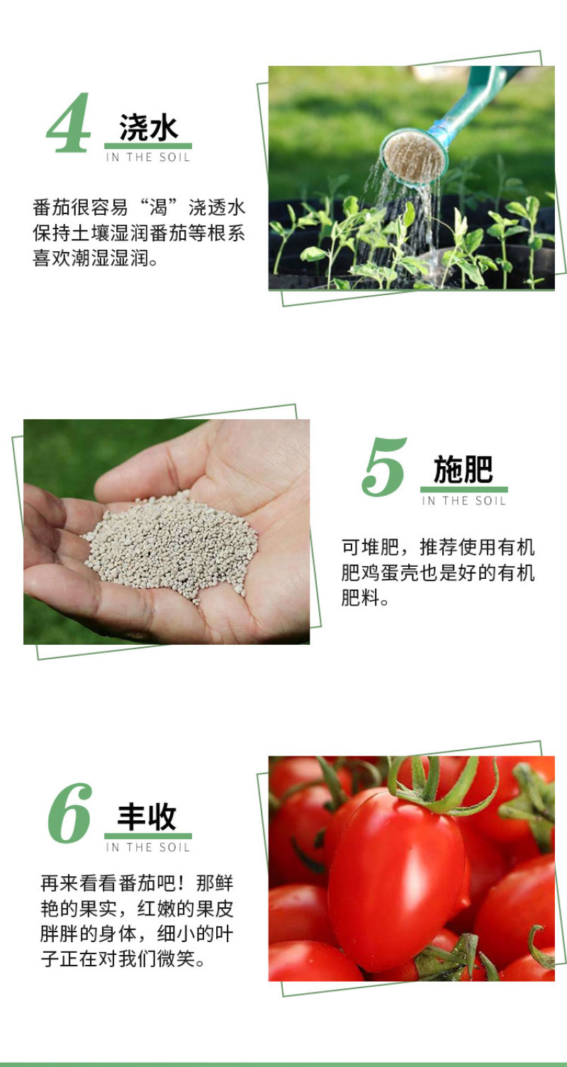 丽粉千禧珍珠番茄种子西红柿苗秧四季春秋盆栽阳台高产小圣女