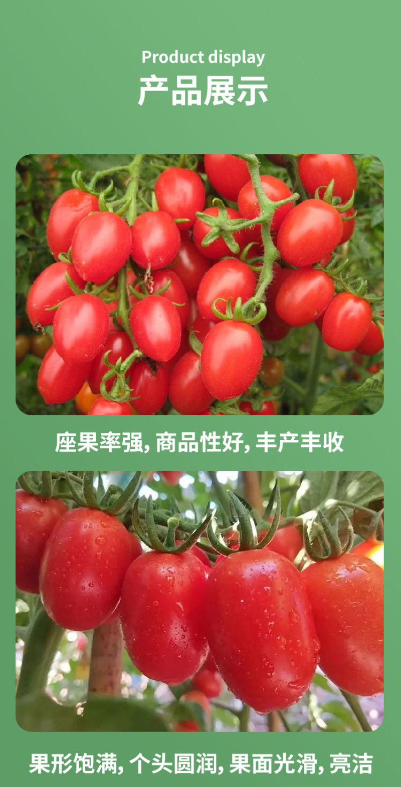 丽粉千禧珍珠番茄种子西红柿苗秧四季春秋盆栽阳台高产小圣女