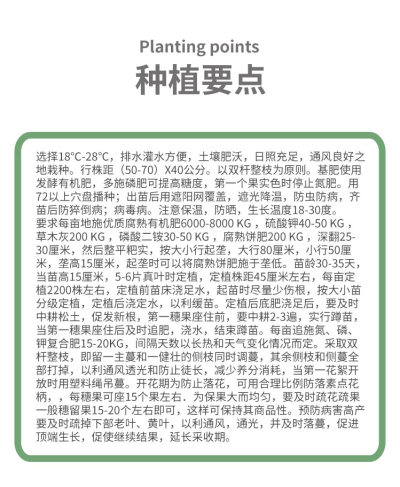 丽粉千禧珍珠番茄种子西红柿苗秧四季春秋盆栽阳台高产小圣女