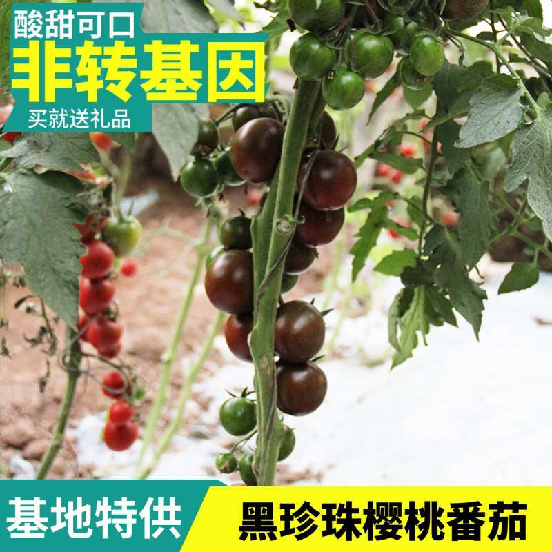 黑樱桃番茄种子超甜千禧日本圣女果高产四季阳台盆栽小西红柿