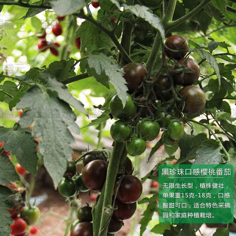 黑樱桃番茄种子超甜千禧日本圣女果高产四季阳台盆栽小西红柿