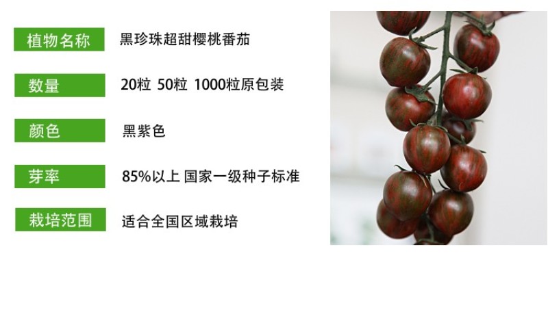 黑樱桃番茄种子超甜千禧日本圣女果高产四季阳台盆栽小西红柿