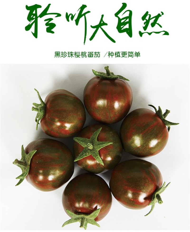 黑樱桃番茄种子超甜千禧日本圣女果高产四季阳台盆栽小西红柿