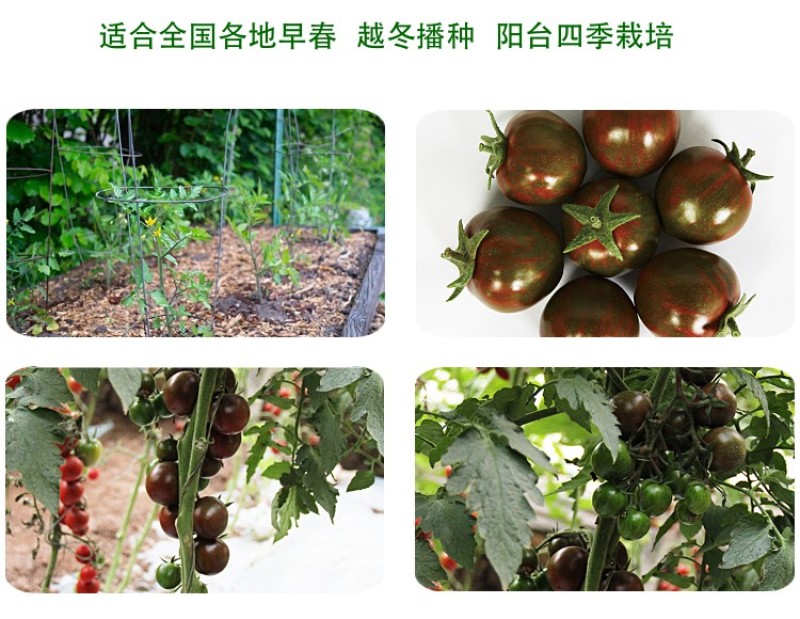 黑樱桃番茄种子超甜千禧日本圣女果高产四季阳台盆栽小西红柿