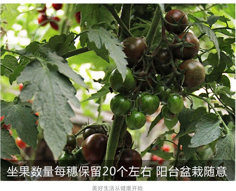 黑樱桃番茄种子超甜千禧日本圣女果高产四季阳台盆栽小西红柿