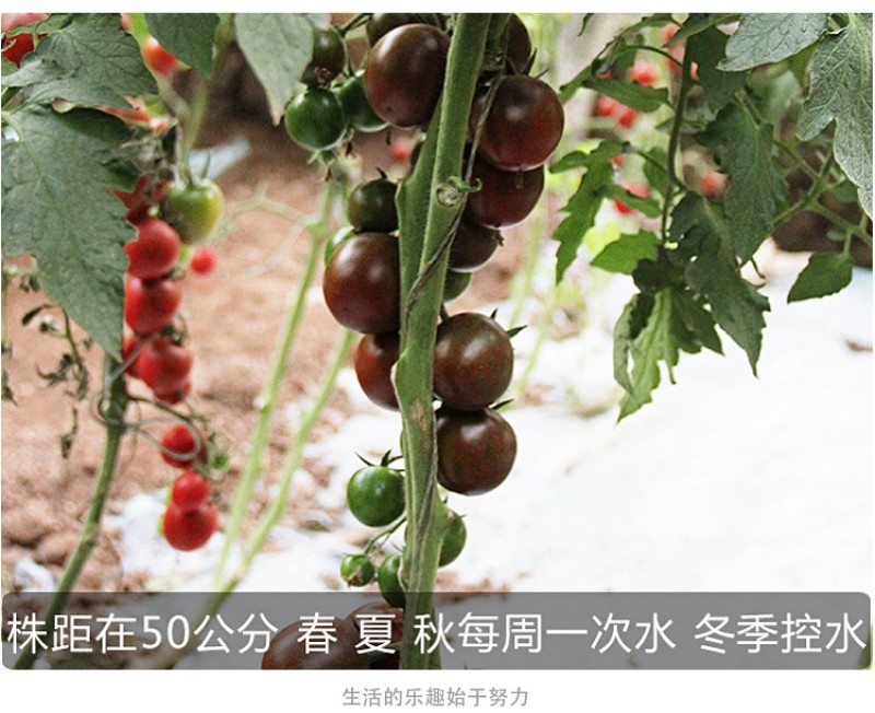 黑樱桃番茄种子超甜千禧日本圣女果高产四季阳台盆栽小西红柿